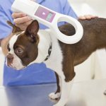 Microchipping a dog