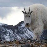 Mountain goat