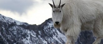 Mountain goat