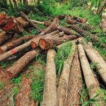 fallen marked trees