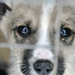 Штрафы до 15 тыс. руб. за жестокое обращение с животными: изменения КоАП